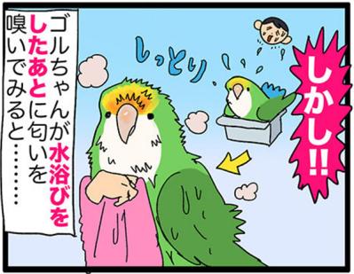 【鳥マンガ＃27】水浴びをしたときのインコ臭が…／女帝インコついにリンゴを召し上がる（サムネイル画像5）