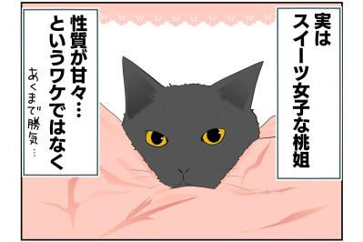 【老猫マンガ】実はスイーツ女子な猫…18歳の元保護猫・桃姐［＃21］