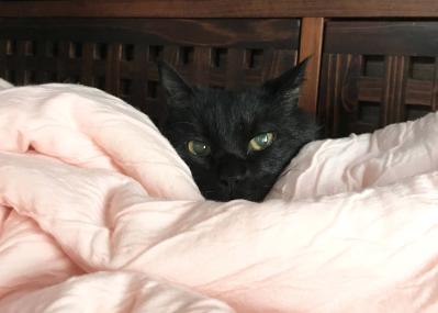 【マンガ・老猫日誌＃21】実はスイーツ女子な猫…19歳の元保護猫・桃姐（サムネイル画像4）