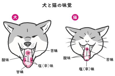 犬と猫、グルメなのはどっち？ 犬派・猫派バトルに動物学者が終止符！？（サムネイル画像2）