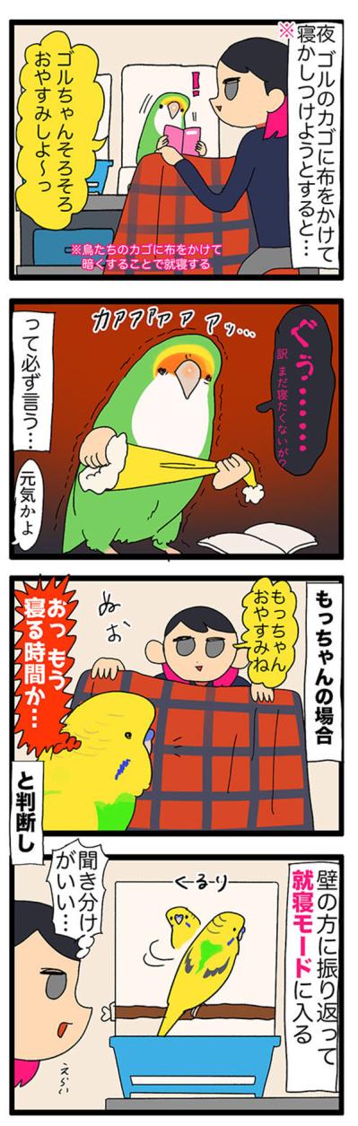 【鳥マンガ＃33】お尻をずっと眺めていたくて…／インコに「おやすみ」と言うと？（サムネイル画像7）