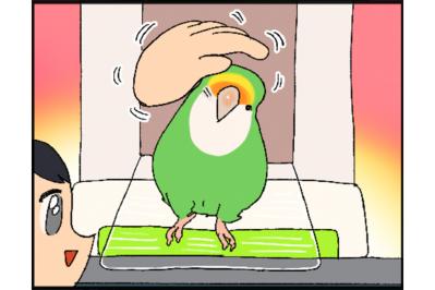 【鳥マンガ＃30】女帝インコ撫で撫でチャレンジ！／おもちゃを貢ぎたいのに…