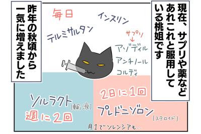 【老猫マンガ】猫、パワーワードで覚醒する？ 18歳の元保護猫・桃姐［＃22］
