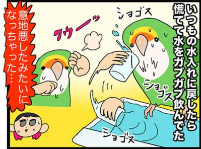 【鳥マンガ＃33】お尻をずっと眺めていたくて…／インコに「おやすみ」と言うと？（サムネイル画像6）