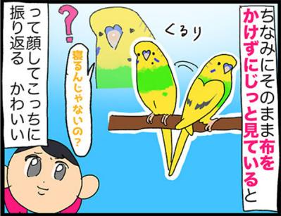 【鳥マンガ＃33】お尻をずっと眺めていたくて…／インコに「おやすみ」と言うと？（サムネイル画像8）
