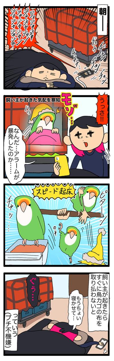【鳥マンガ＃32】女帝インコの愛が重たい／飼い主がもう少し寝たい朝は？（サムネイル画像4）