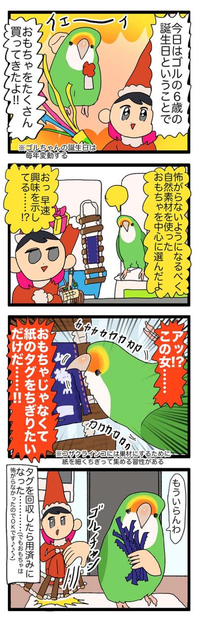 【鳥マンガ＃31】ゴルちゃんの誕生日は12月／毎年変わるインコの誕生日（サムネイル画像5）