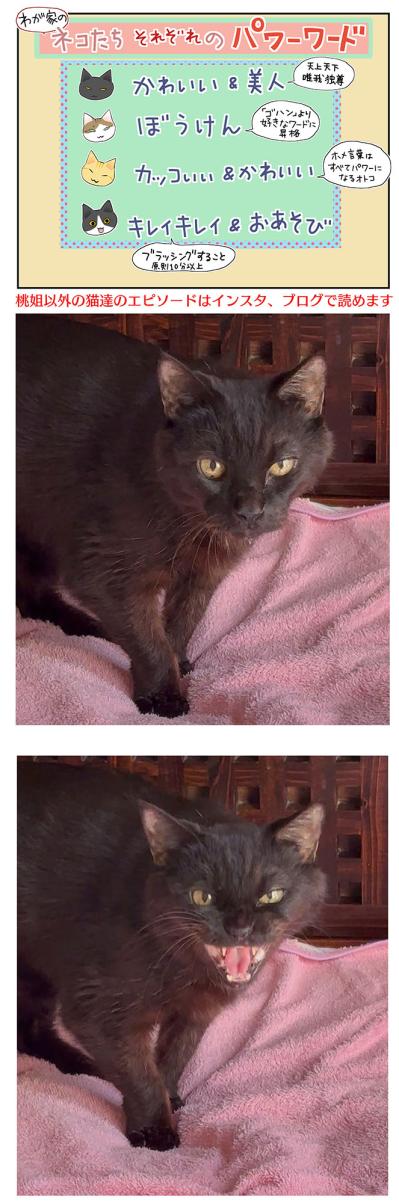 【老猫マンガ】猫、パワーワードで覚醒する？ 18歳の元保護猫・桃姐［＃22］（サムネイル画像5）