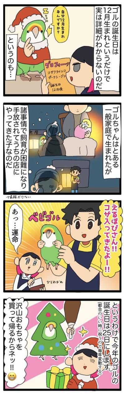 【鳥マンガ＃31】ゴルちゃんの誕生日は12月／毎年変わるインコの誕生日（サムネイル画像4）