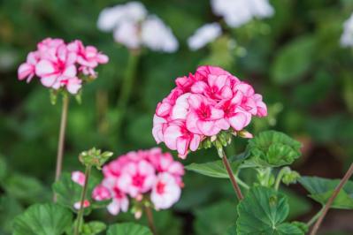 【ガーデニング】組み合わせが楽しくなる！「一年草と多年草」8選（サムネイル画像11）