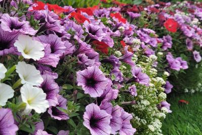 【ガーデニング】組み合わせが楽しくなる！「一年草と多年草」8選（サムネイル画像3）