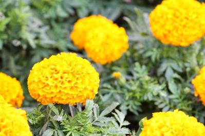 【ガーデニング】組み合わせが楽しくなる！「一年草と多年草」8選（サムネイル画像7）