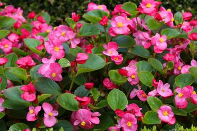 【ガーデニング】組み合わせが楽しくなる！「一年草と多年草」8選（サムネイル画像4）