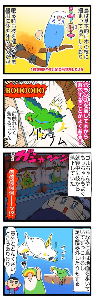 【鳥マンガ＃34】女帝インコ、意外とどんくさくて怖がり…（でも愛おしい）（サムネイル画像4）