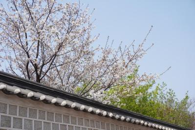 ソウルで「愛の不時着」気分。滋味深い味がうれしい【北朝鮮式のレストラン】は50代〜女性におすすめ（サムネイル画像17）