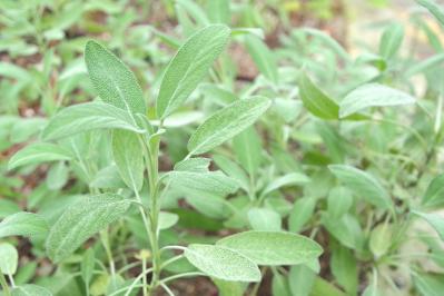 コモンセージ（サムネイル画像）