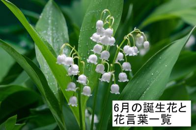 6月の誕生花と花言葉一覧【366日の誕生花と幸せの花言葉】（サムネイル画像）