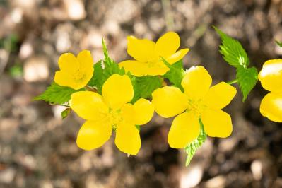 5月の誕生花と花言葉一覧【366日の誕生花と幸せの花言葉】（サムネイル画像30）