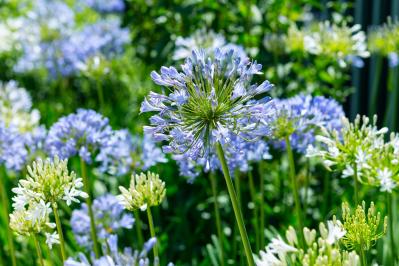 アガパンサス（サムネイル画像）