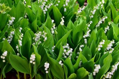 スズラン（サムネイル画像）