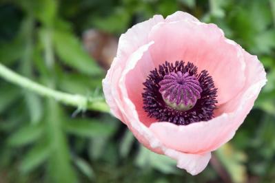 オリエンタルポピー（サムネイル画像）