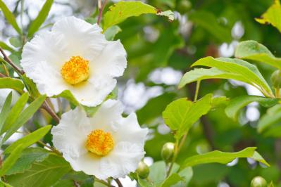 ナツツバキ（サムネイル画像）