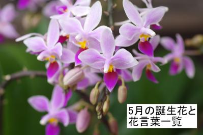 5月の誕生花と花言葉一覧【366日の誕生花と幸せの花言葉】（サムネイル画像）