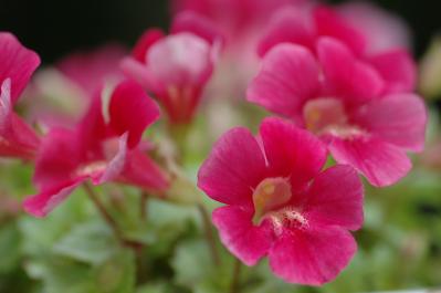 ミムラス（サムネイル画像）