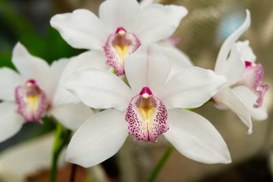 5月の誕生花と花言葉一覧【366日の誕生花と幸せの花言葉】（サムネイル画像2）