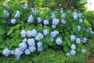 アジサイ（サムネイル画像）