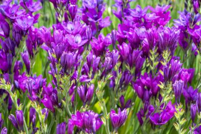 バビアナ（サムネイル画像）