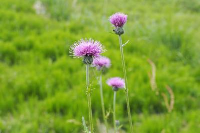 5月の誕生花と花言葉一覧【366日の誕生花と幸せの花言葉】（サムネイル画像7）