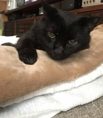 【マンガ・老猫日誌＃23】年々、要望が増えていく猫…19歳の元保護猫・桃姐（サムネイル画像4）