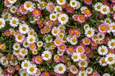 5月の誕生花と花言葉一覧【366日の誕生花と幸せの花言葉】（サムネイル画像29）