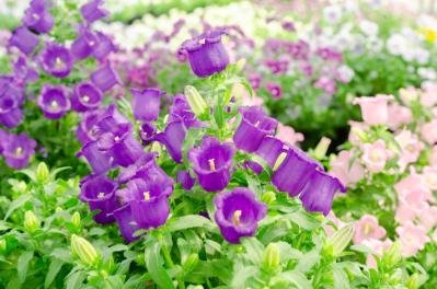 5月の誕生花と花言葉一覧【366日の誕生花と幸せの花言葉】（サムネイル画像18）