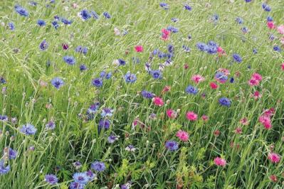 5月の誕生花と花言葉一覧【366日の誕生花と幸せの花言葉】（サムネイル画像12）