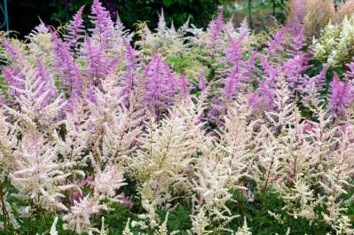 5月の誕生花と花言葉一覧【366日の誕生花と幸せの花言葉】（サムネイル画像16）