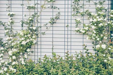 【ガーデニング】可愛いモッコウバラの育て方と、注意したいこととは？（サムネイル画像5）