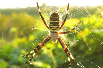 谷崎潤一郎の『刺青』あらすじ紹介。刺青師と美しい娘が織りなす濃密な物語