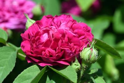 【ガーデニング】可愛いモッコウバラの育て方と、注意したいこととは？（サムネイル画像6）