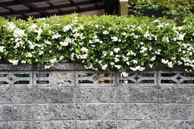 【ガーデニング】可愛いモッコウバラの育て方と、注意したいこととは？（サムネイル画像4）