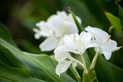 ジンジャー（サムネイル画像）