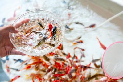 岡本かの子の『金魚撩乱』あらすじ紹介。岡本太郎の母・かの子が描く美の追求と切ない人間模様