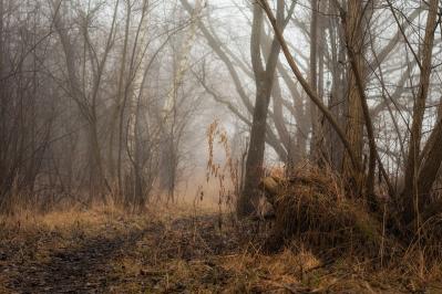 芥川龍之介の『藪の中』あらすじ紹介。あなたの判断力が試される極上のミステリー