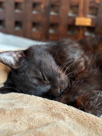 【老猫マンガ】なぜか寝ない猫…18歳の元保護猫・桃姐［＃24］（サムネイル画像4）