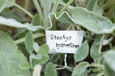 【ガーデニング】簡単に作れる“リメ缶アレンジメント”で庭作りをもっと楽しく！（サムネイル画像22）