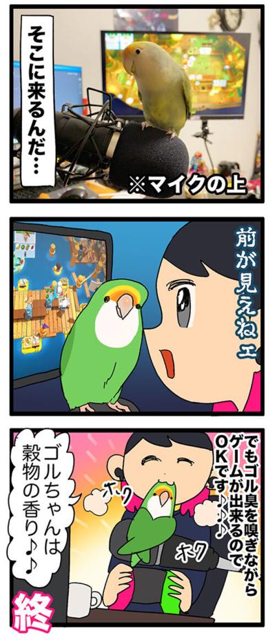 【鳥マンガ＃36】ゲーム中の視界をふさぐインコ／愛鳥の爆撃サインがわかった！（サムネイル画像4）
