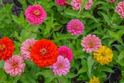 【ガーデニング】晩春から秋まで咲くおすすめの花［8選］いつも花のある庭に！（サムネイル画像7）