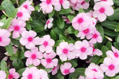 【ガーデニング】晩春から秋まで咲くおすすめの花［8選］いつも花のある庭に！（サムネイル画像2）