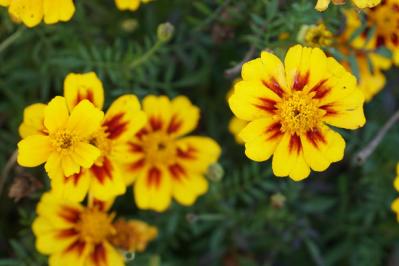 【ガーデニング】晩春から秋まで咲くおすすめの花［8選］いつも花のある庭に！（サムネイル画像6）